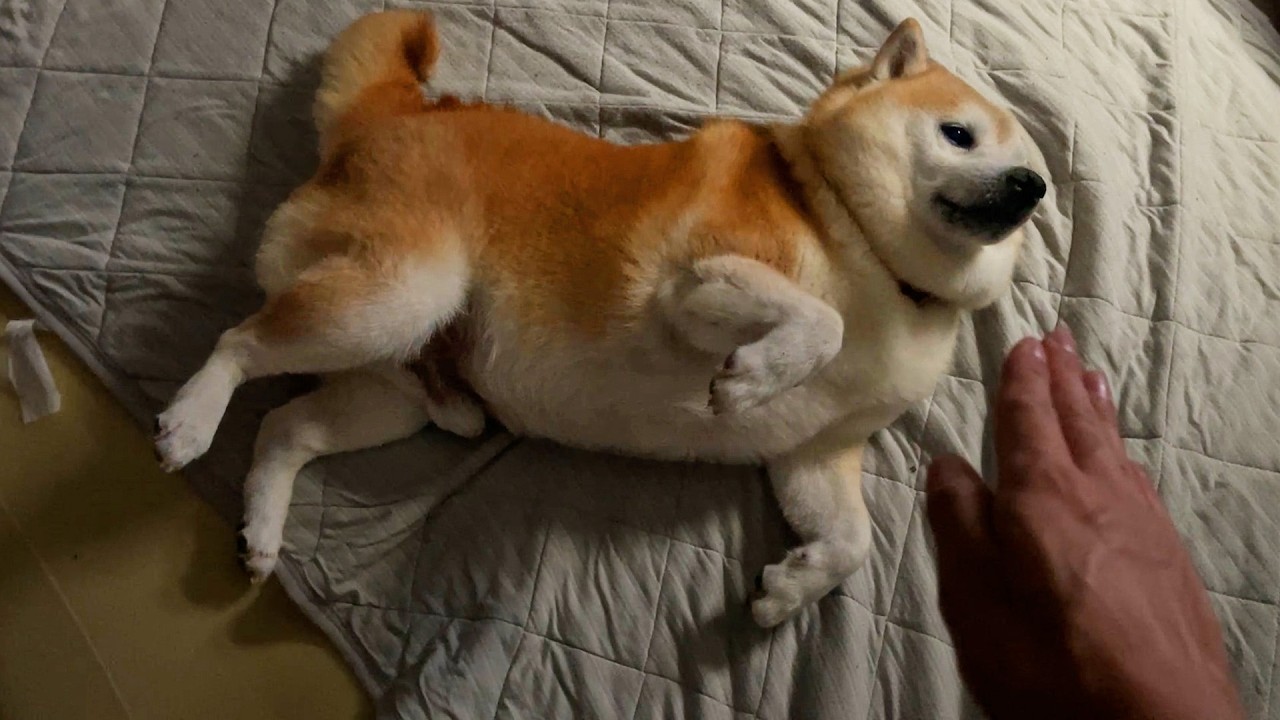 A batter won't watch a sure Home Run. A Shibe won't look at