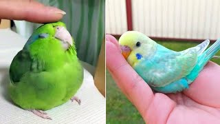 Baby Animals 🔴 Funny Parrots and Cute Birds Compilation (2021) Loros Adorables Recopilación #4