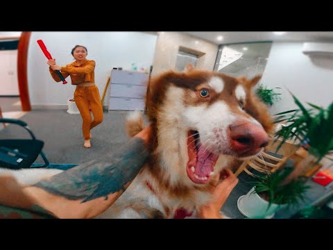 Видео: 15 Epic Dog Vs. Снежко шоута