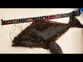 Puget Sound HALIBUT Fishing: How To Catch and Cook Halibut.