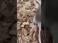 ジャンガリアンハムスターお食事タイム2021 11 13 #shorts