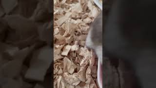 ジャンガリアンハムスターお食事タイム2021 11 13 #shorts