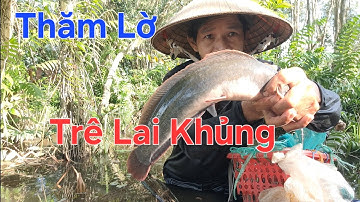 Thăm Lờ Dính Cá Trê Lai Khủng 😱  Lụm Ốc Bươu Vàng Mùa Nước Nổi @TámCáVlog1979 #thămlờcá 