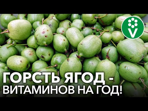 Vídeo: Actinidia Kolomikta