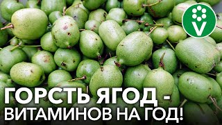 АКТИНИДИЯ КОЛОМИКТА - ягода со вкусом киви и ананаса в саду! Все о выращивании актинидии