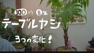 【観葉植物】100均8年テーブルヤシの成長