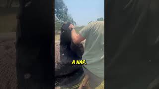 Elefanten Lieben Ihre Babys