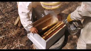 نتائج قسمة النحل في شهر جوان (12/06/2021)