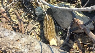 Isparta Kuzu Göbeği Mantarı Sezonu Hızla Devam Ediyor. Kızımla Mantar Avına Gittik.