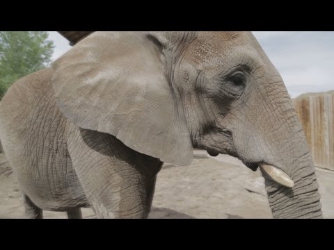 Evolutionary secret of elephants