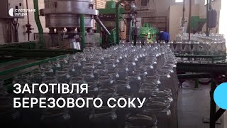 Планують заготовити 100 тонн: на Волині завершується збір березового соку