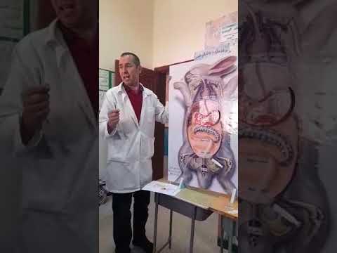 الجهاز الهضمي عند الارنب سنة رابعة