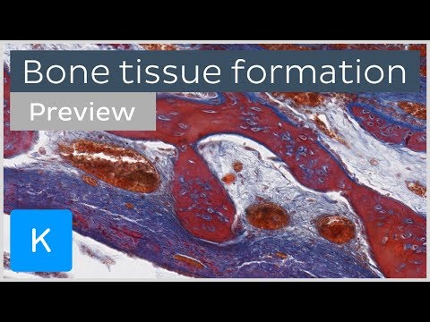 Bone tissue formation: ossification and cells (preview) - Human Histology | Kenhub