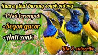 SUARA PIKAT BURUNG BURUNG SOGOK ONTONG RIBUT | PIKAT SOGON PALING AMPUH | SOGON JANTAN & BETINA