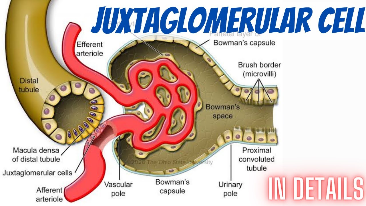 Juxtaglomerular cell in details. Cytology part 68. YouTube