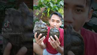 tips for turtles to grow big quickly