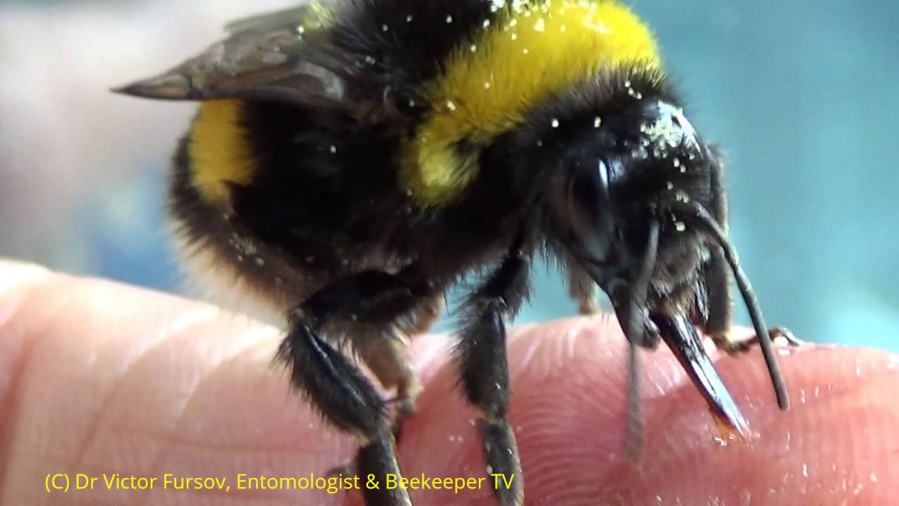 Шмель жалит или кусает. Укус шмеля Bombus terrestris. Шмель пчела Оса Шершень укусы.