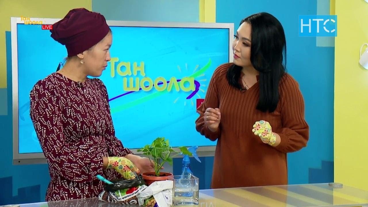 Бөлмө гүлдөрүнө кышында кандай кам көрүү керек? / Таң Шоола / НТС
