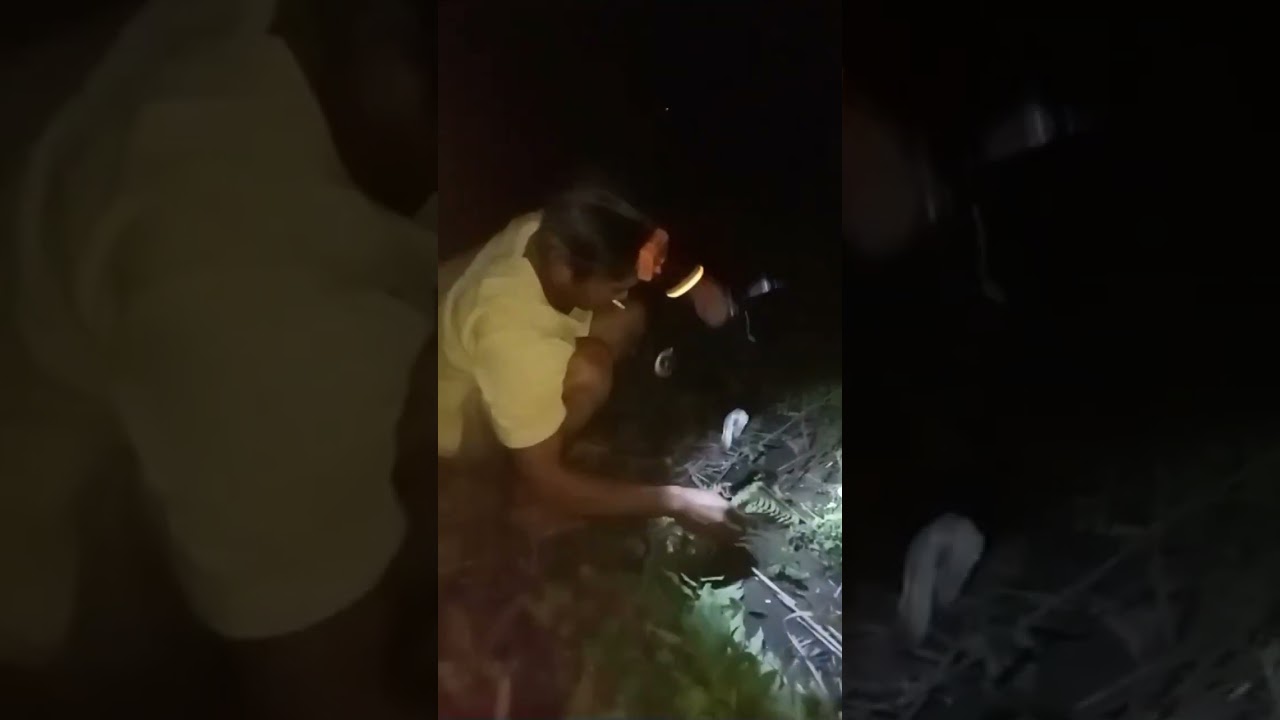 ikan sidat/pelus air alas