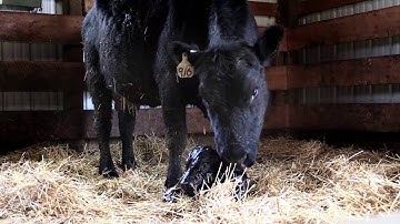 Angus VNR: Beef’s ‘dream team’