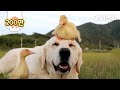 같은 건 털색 뿐인데 자기가 오리인 줄 아는 리트리버ㅋㅋㅣRetriever Dog Thinks He's A Duck LOL