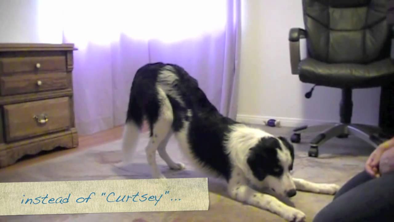 Take a Bow: Clicker training a puppy to bow conditioning sport