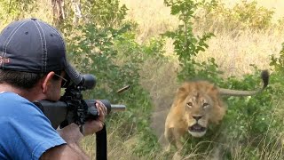 Hunting big cats with guns 😱👌👍 Hunting without mercy ☠️☠️