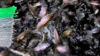 12/31/19 STOCKING BIG TROUT & SIERRABOWS AT SANTA ANA RIVER LAKES