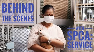 Behind The Scenes With Spca Animal Service Frontliner