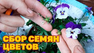 видео: ВРЕМЯ СБОРА СЕМЯН ЦВЕТОВ картинка: ВРЕМЯ СБОРА СЕМЯН ЦВЕТОВ