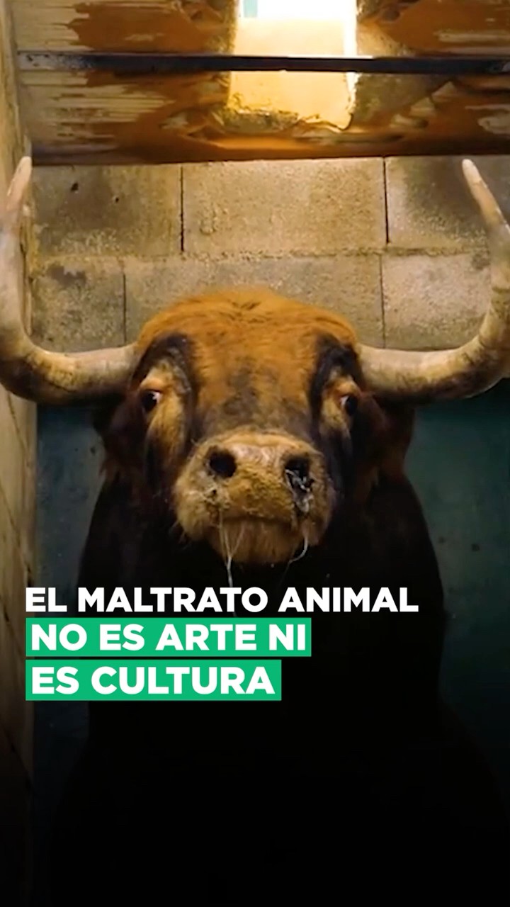 Urgente: Esto está pasando con los animales en México