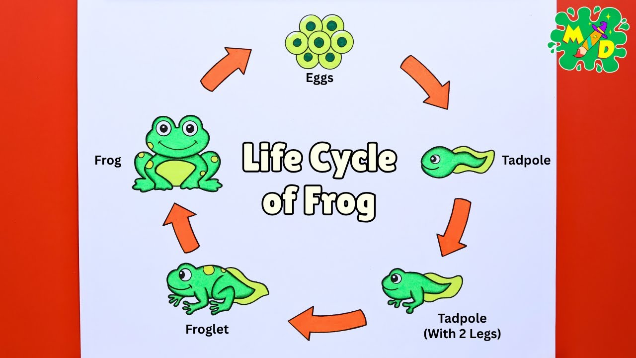 How to Draw Life Cycle of Frog Easy