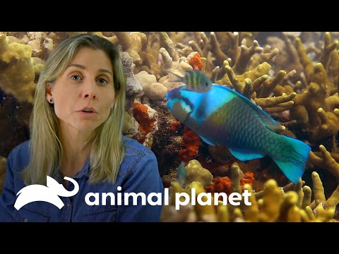 Vídeo: Que animais marinhos comem peixe-papagaio?