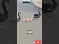Cute Duck Family Crossing the Road Together 🦆 | Heartwarming Animal Moments #shorts