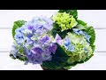 Cómo y cuándo reproducir las hortensias por esquejes - Bricomanía - Jardinatis