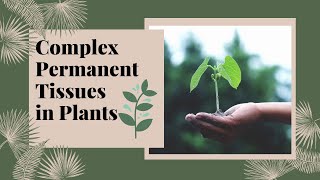 Complex Permanent Tissues | Xylem & Phloem | Plant Tissues | Biology | Letstute