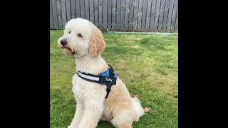 How To Use Our Personalised No Pull Dog Harness