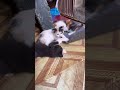 Anabul Kesayangan Anda