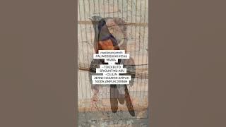 Masteran jernih di jamin 100% ampuh #subscribe #kicaumania #birds  #mastereranampuh #masteranjernih 