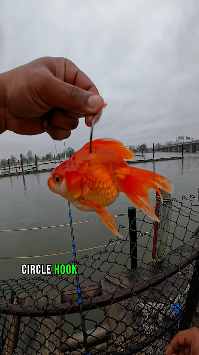 Ikan Mas Sebagai Umpan Hidup Tertangkap APA?
