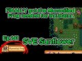 Stardew Valley Sunflower Ep140 Y3 Fall- 1-2:FINALLY got the Mummified Frog Dangerous Mines=Incubator