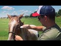 The Best Fly Prevention Method For Horses in the World 🌎 - Product Review and How To - War Paint