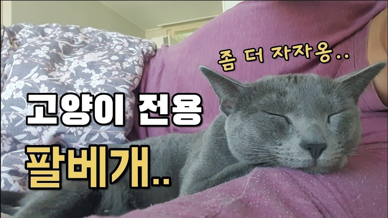 팔베고 스르르 잠이 든 고양이.. cat sleeping on the armpit YouTube