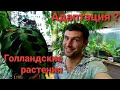 Голландские растения/ АДАПТАЦИЯ/ Результаты спустя время) Выводы)