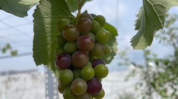 Chia sẻ cách trồng cây nho từ nhỏ đến 2 tháng tuổi