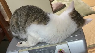 猫のこーちゃん。ギリギリの場所で寝る。