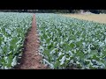 初ブロッコリー収穫