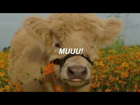 Doja Cat Moo Traducción En Españo Kxar Ma