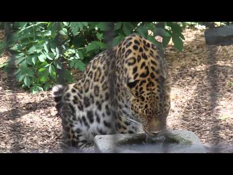 Fort Wayne Zoo Amur Leopard drinking time.