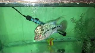 5inch F4 kamfa malau available for sale. healthy and active with a full pearly body. 7977662366